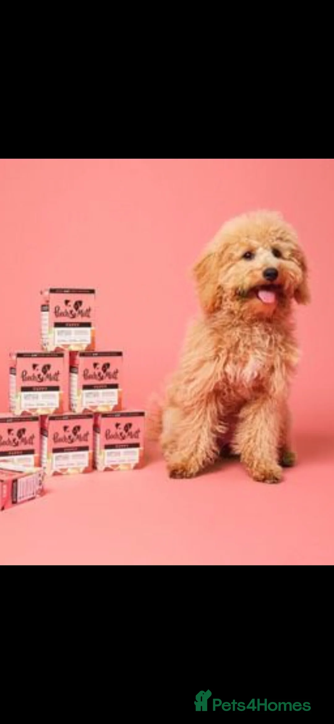 Toy Poodle dogs for stud: ❤️ Health Tested Beautiful red poodle for stud❤️ in Colchester - Advert 8