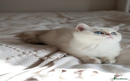 British Shorthair cats for sale: TICA British Shorthair Kittens Champion bloodline in Bedford - Image 18