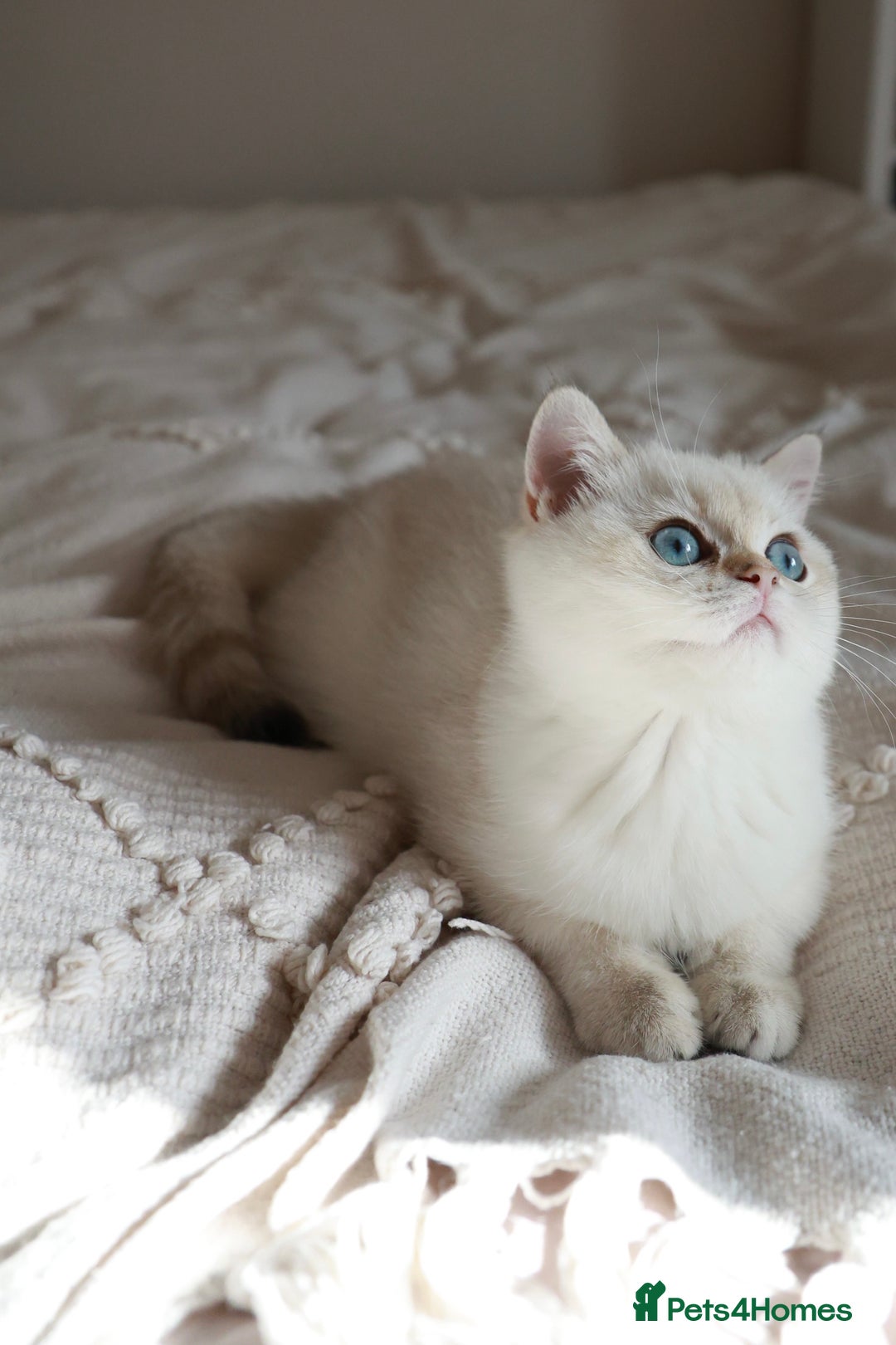 British Shorthair cats for sale: TICA British Shorthair Kittens Champion bloodline in Bedford - Image 18