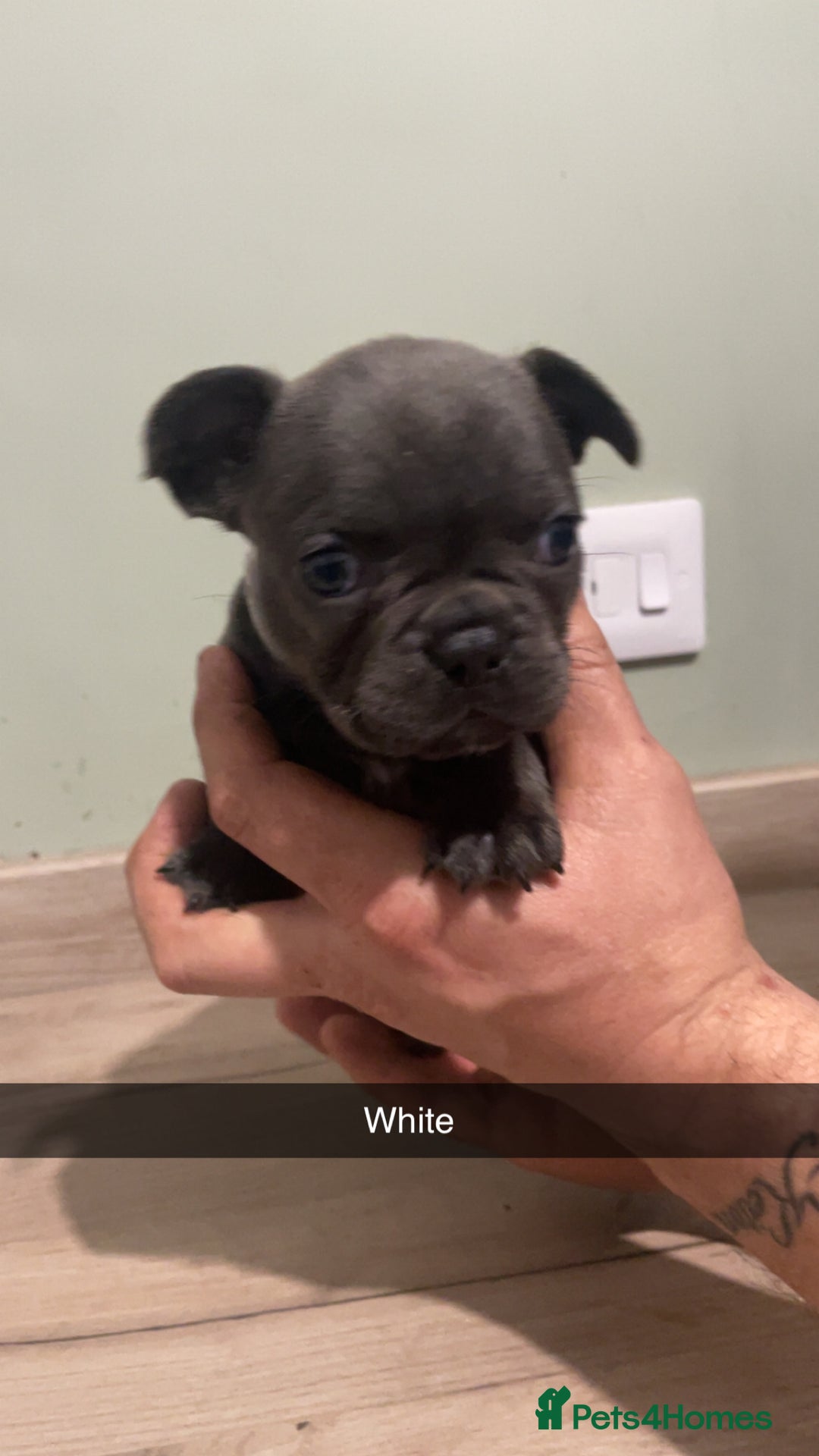 French Bulldog dogs for sale: Frenchie cross  - Advert 1