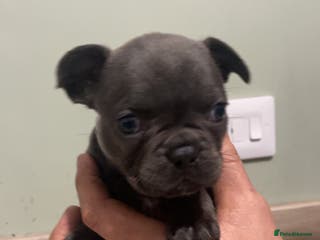 French Bulldog dogs Frenchie cross - Advert 4