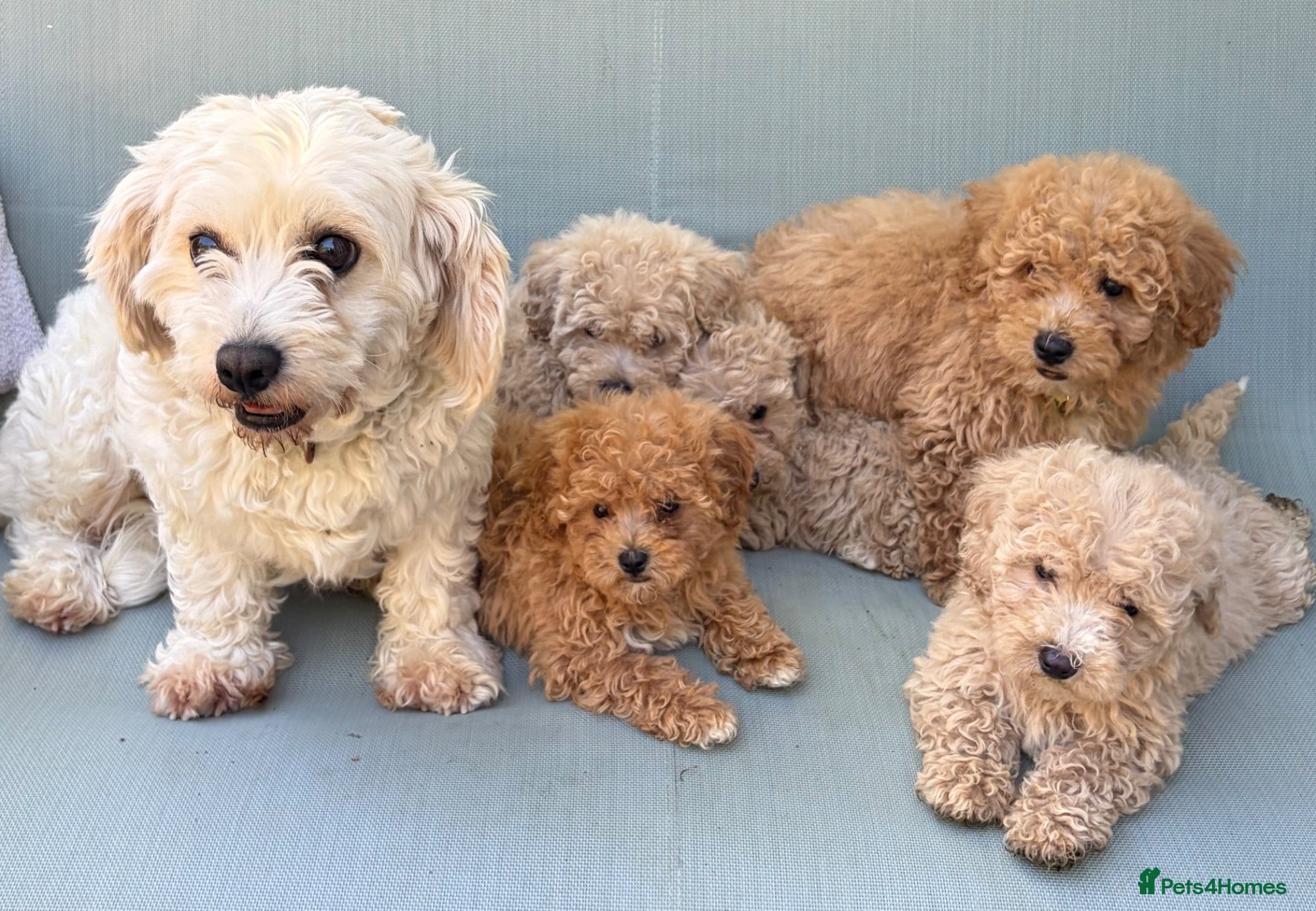 Cavapoochon dogs Rare Stunning Toy Cavapooshon Family Bred Puppies - Advert 1