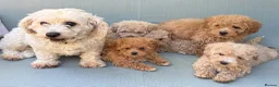 Mixed Breed dogs for sale: Rare Stunning Toy Cavapooshon Family Bred Puppies in Maidstone - Advert 27