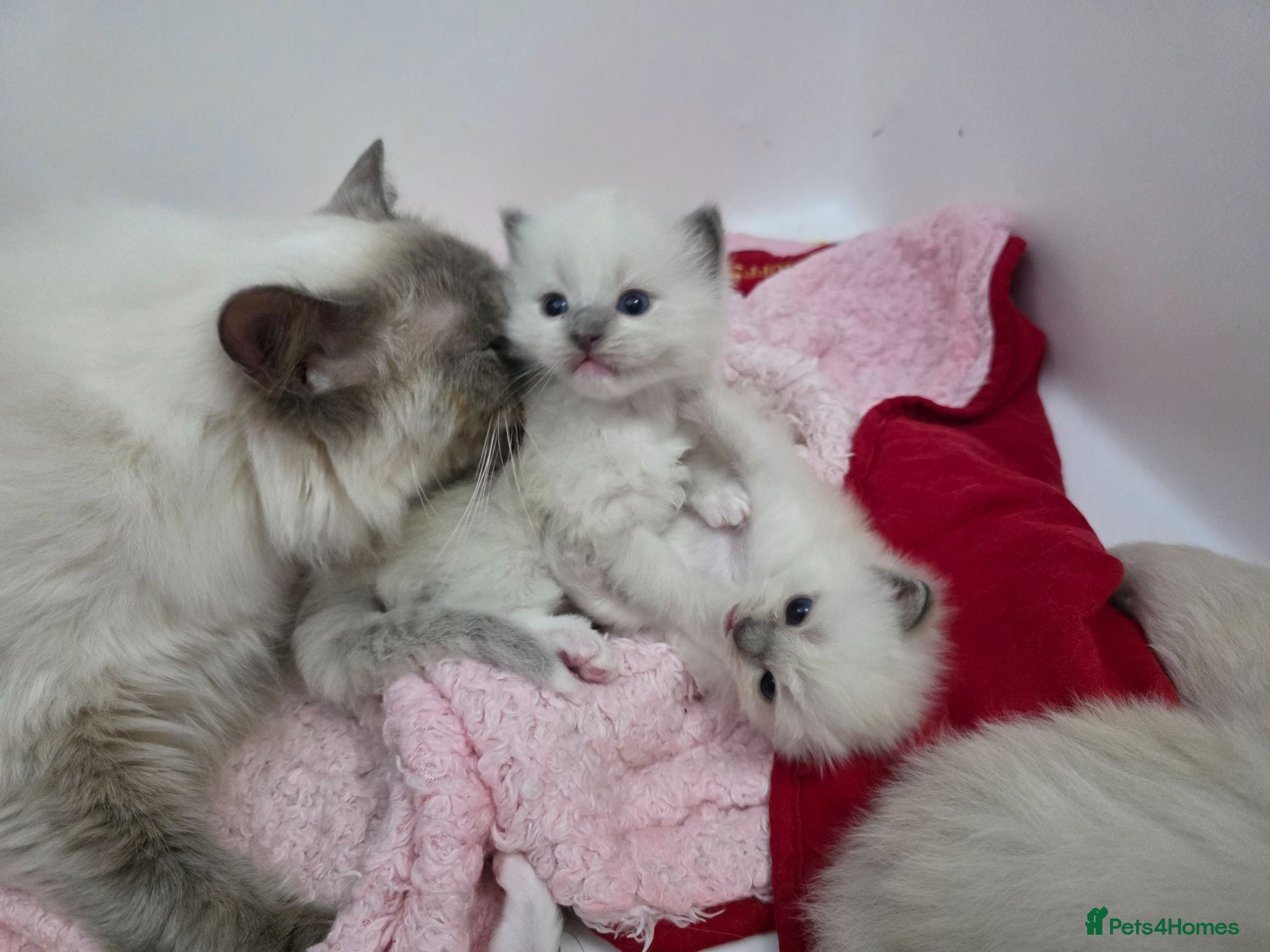 Ragdoll cats GCCF REGISTERED RAGDOLL KITTENS - Advert 1