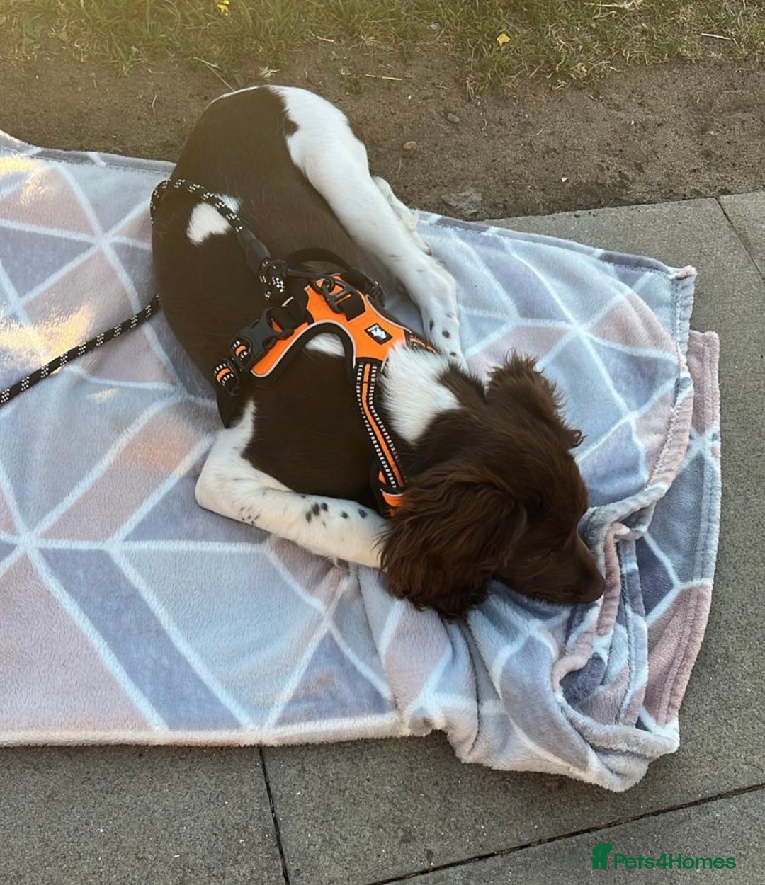 English Springer Spaniel dogs for sale: Reggie the 6 month springer spaniel  - Image 3