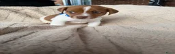Jack Russell dogs for sale: stunning Jackrussel puppies - Advert 35