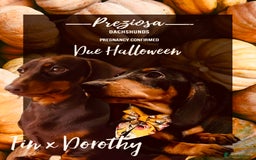 Miniature Dachshund dogs for sale: KC reg Miniature Dachshunds  - Image 1