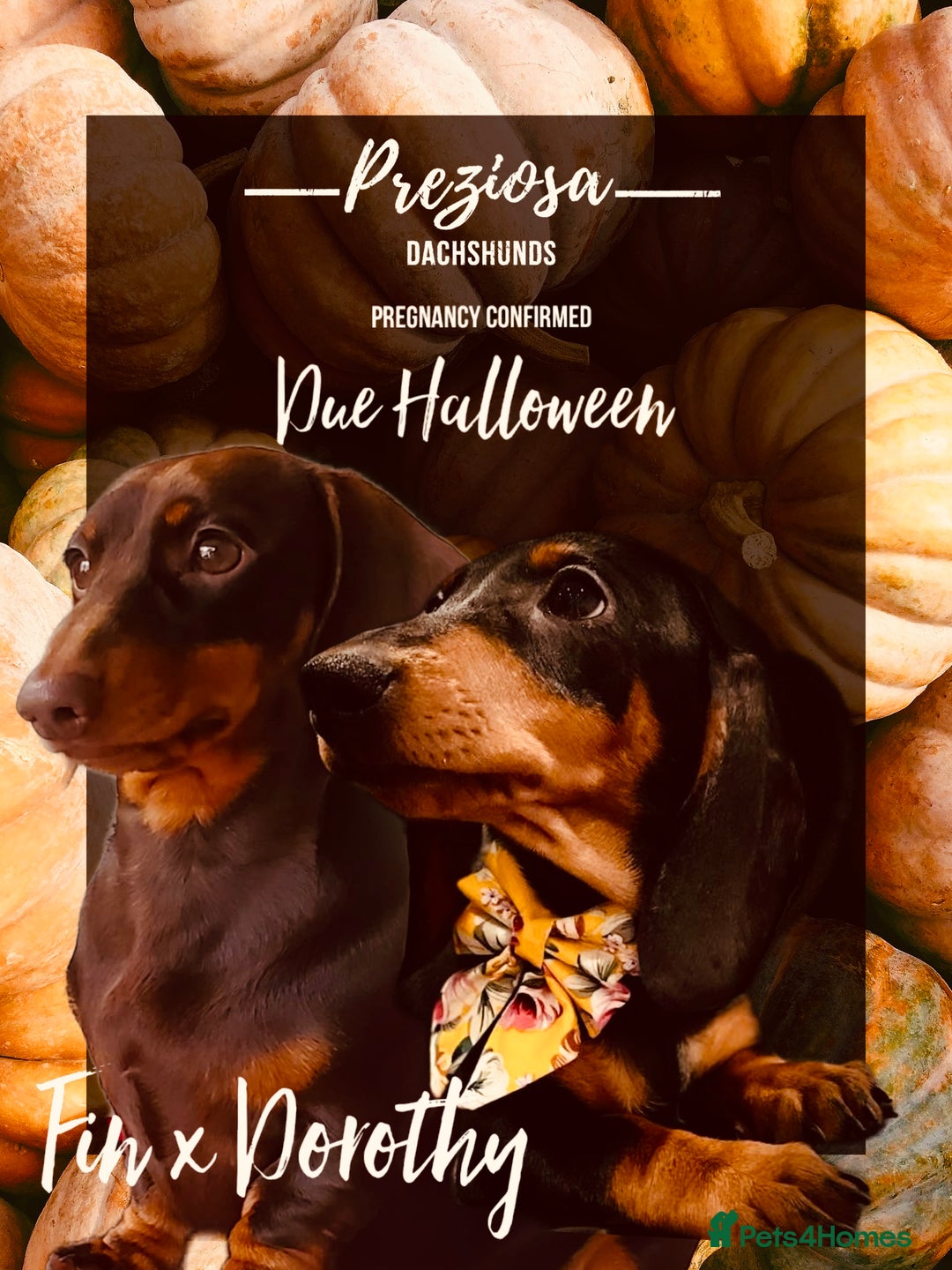 Miniature Dachshund dogs for sale: KC reg Miniature Dachshunds  - Image 1