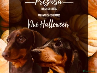 Miniature Dachshund dogs - Advert 25