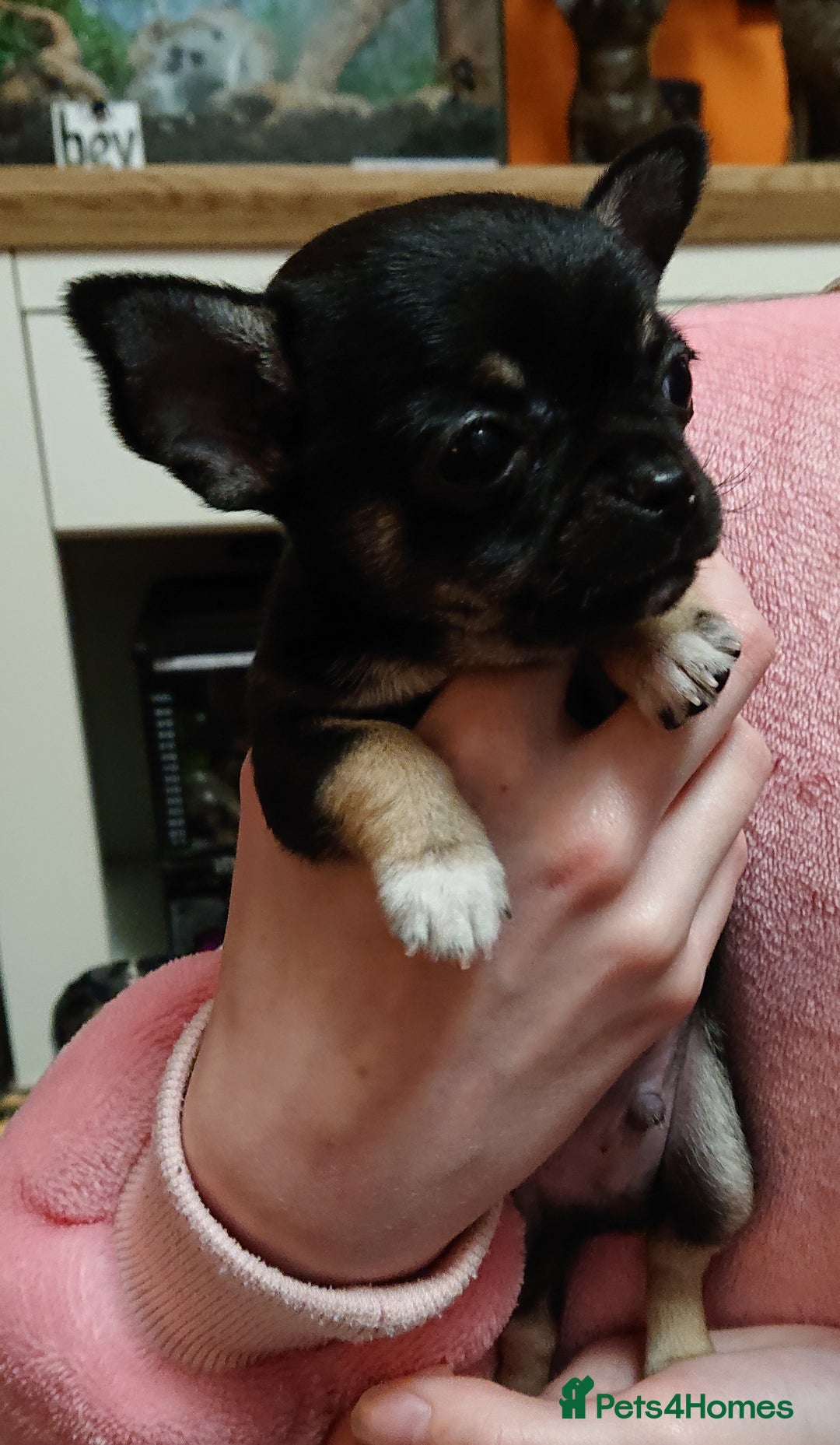 Mixed Breed dogs for sale: Chihuahua with a bit of French Bulldog puppies - Advert 26