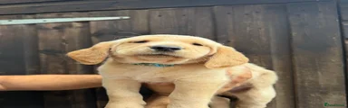 Cockerdor 1