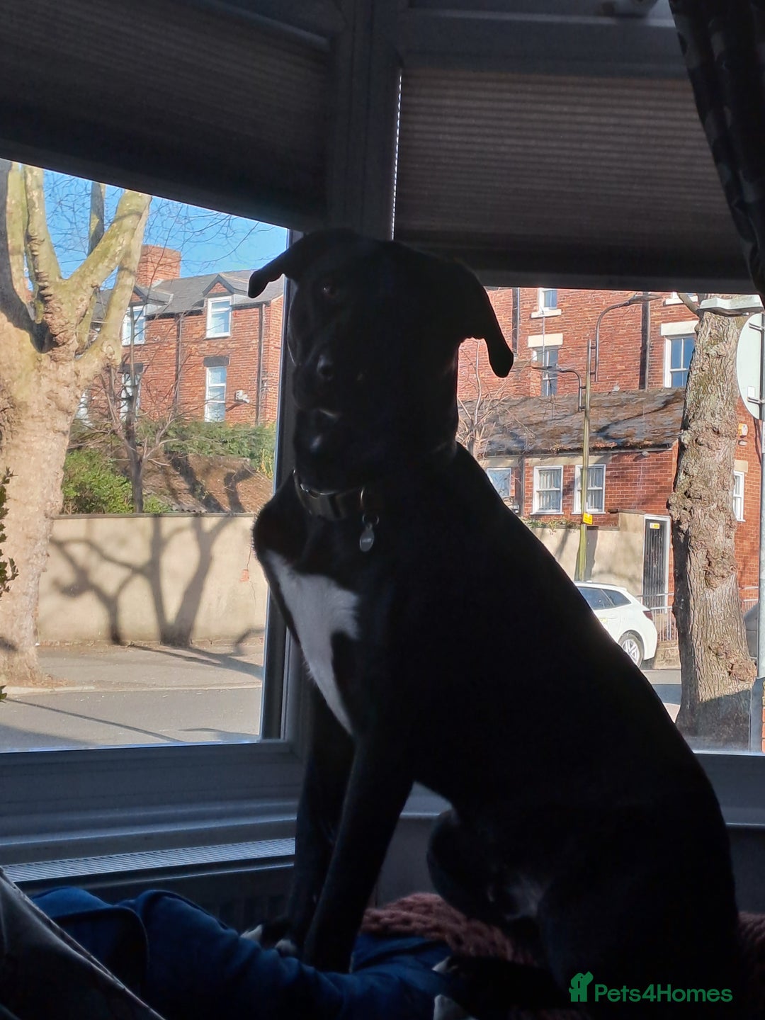 Mixed Breed dogs for sale: Dog nearly 2 needs new home - Image 3