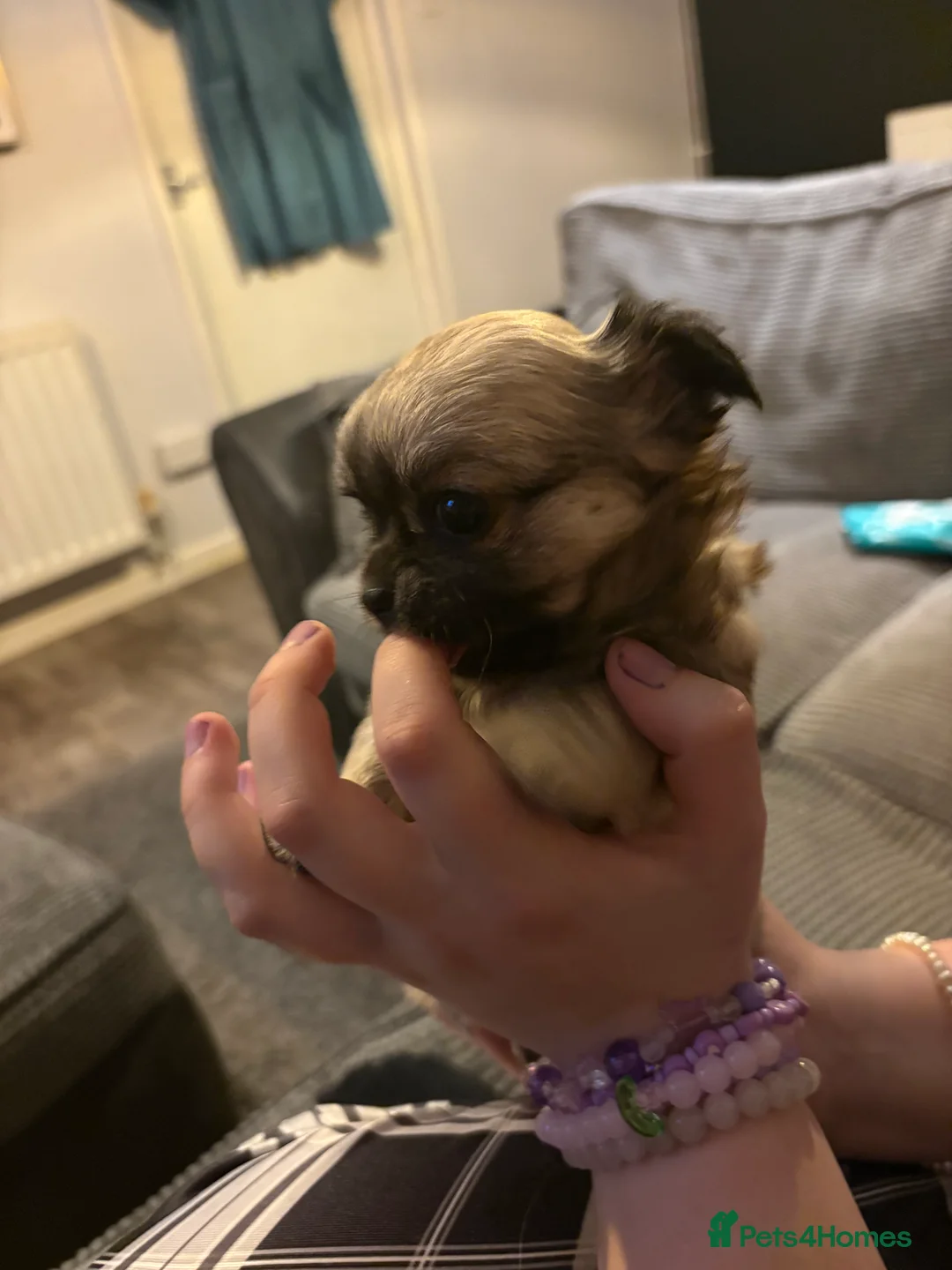 Chihuahua dogs for sale: Gorgeous Long hair chihuahua pups - Advert 4