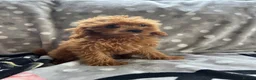 Cavapoo dogs for sale: Cavapoo - Advert 7