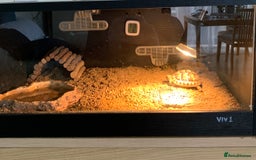 Hermann Tortoise reptiles for sale: Female Herman tortoise and home - Image 1