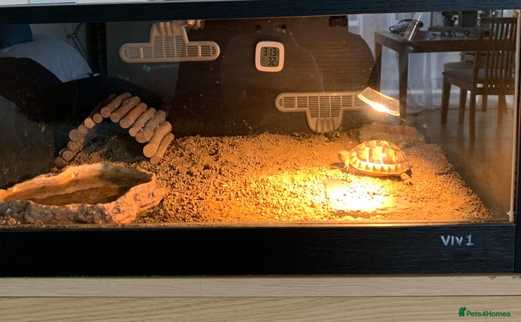 Hermann Tortoise reptiles - Advert 2