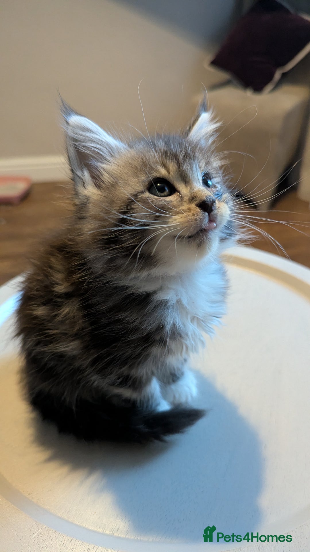 Maine Coon cats for sale: 2 boys and 1 girl  - Advert 6