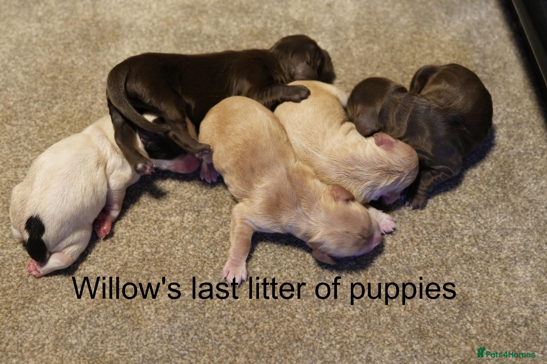 Cocker Spaniel dogs Join Willow's waiting list. working cocker spaniel - Advert 1
