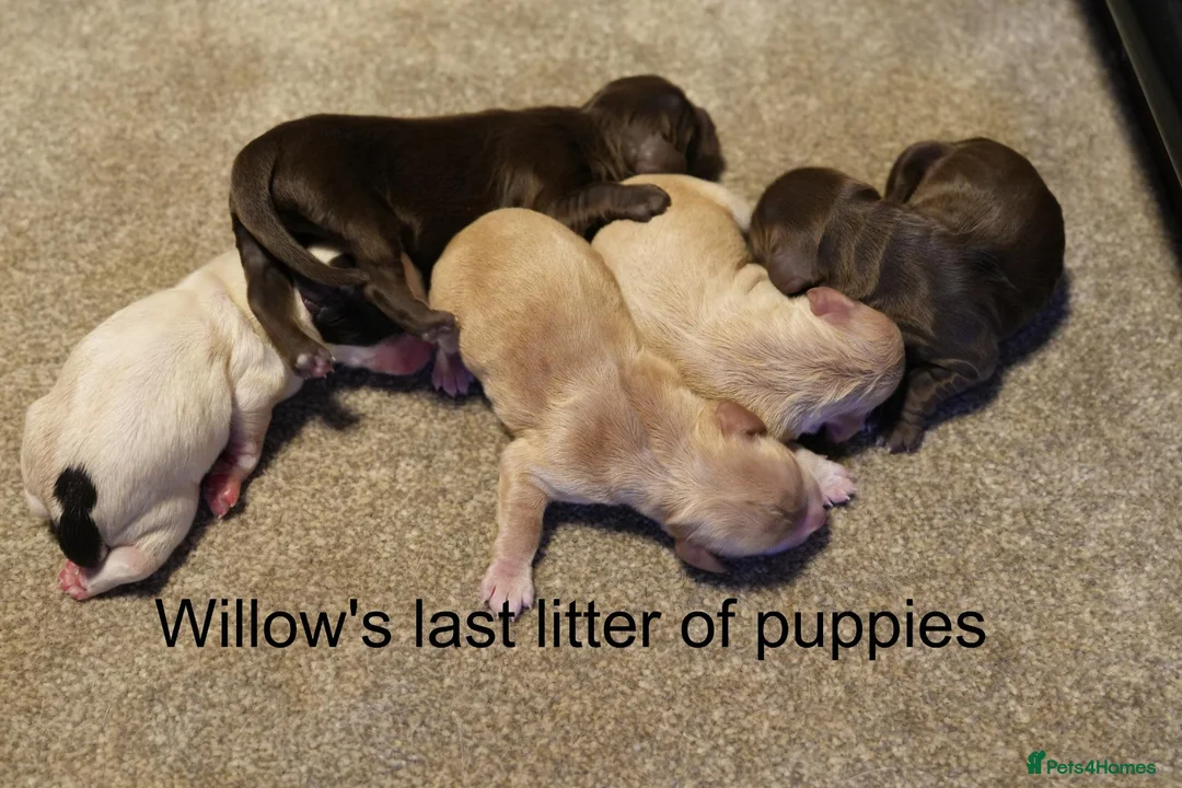 Cocker Spaniel dogs for sale: Join Willow's waiting list. working cocker spaniel - Advert 1