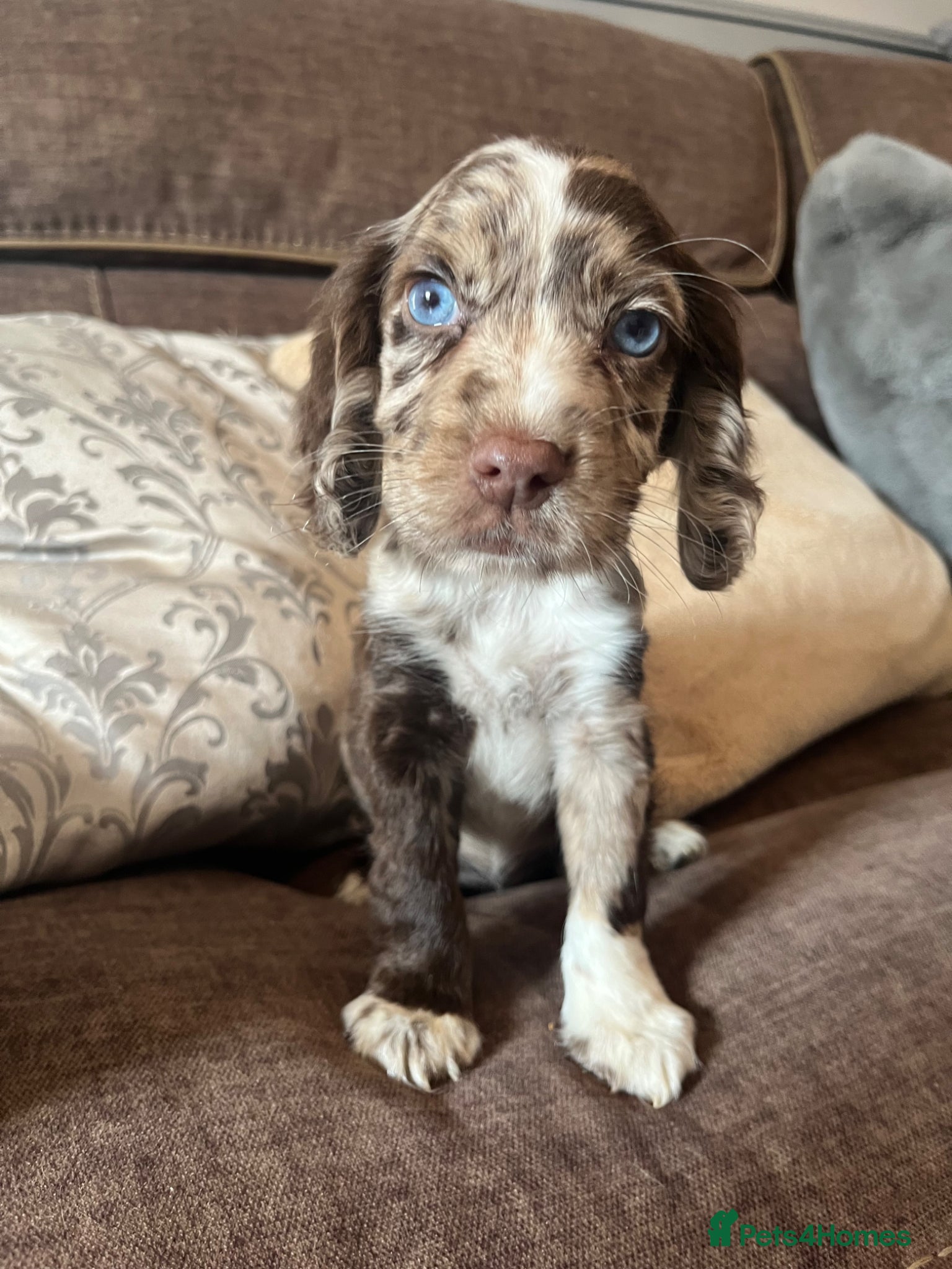 Cocker Spaniel dogs 🐶❤️Gorgeous Cocker Spaniels Puppies  - Advert 1