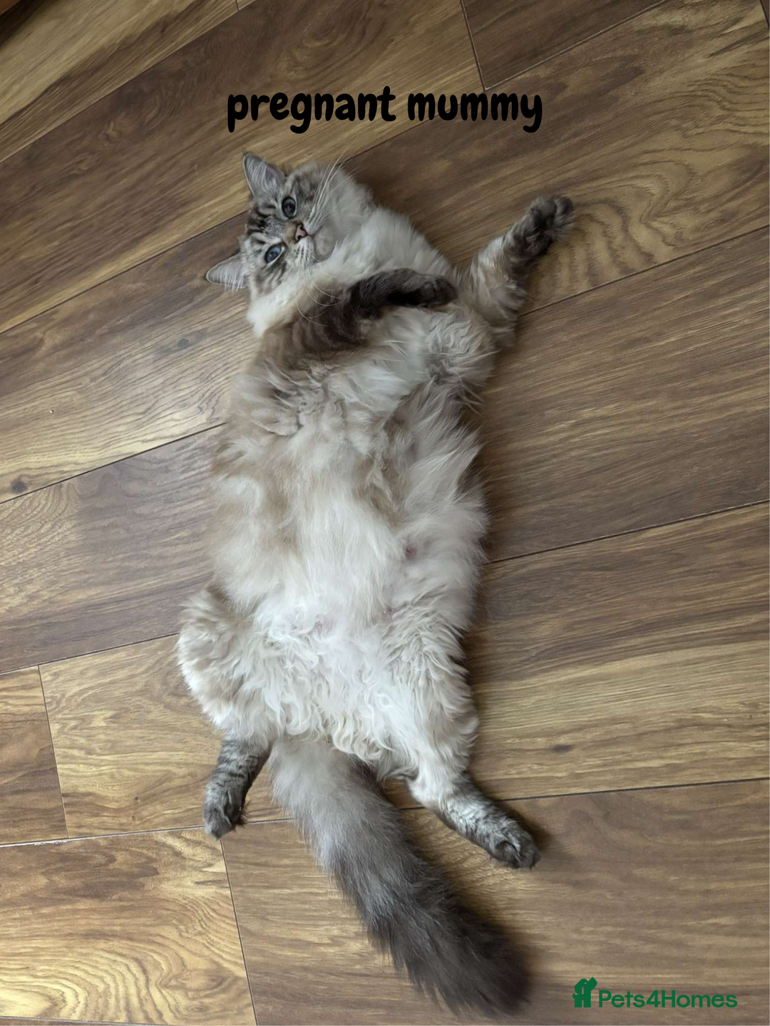 Ragdoll cats for sale: 6 beautiful PURE ragdolls - Image 13