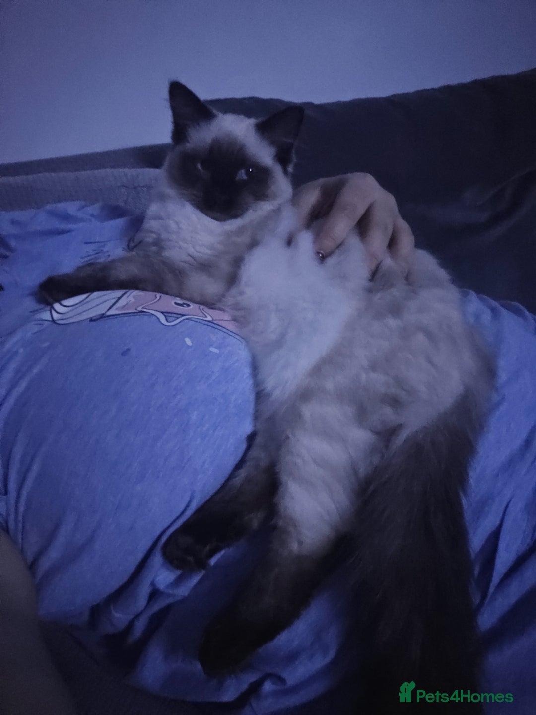 Ragdoll cats for sale: Seal Point Ragdoll Female Cat - Advert 4