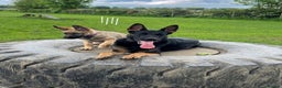 Mixed Breed dogs for sale: Loki - Belgian Malinois x German Shepherd - Intact - Advert 4