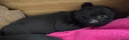 Miniature Schnauzer dogs for sale: KC MINI SCHNAUZER PUPS - Advert 4