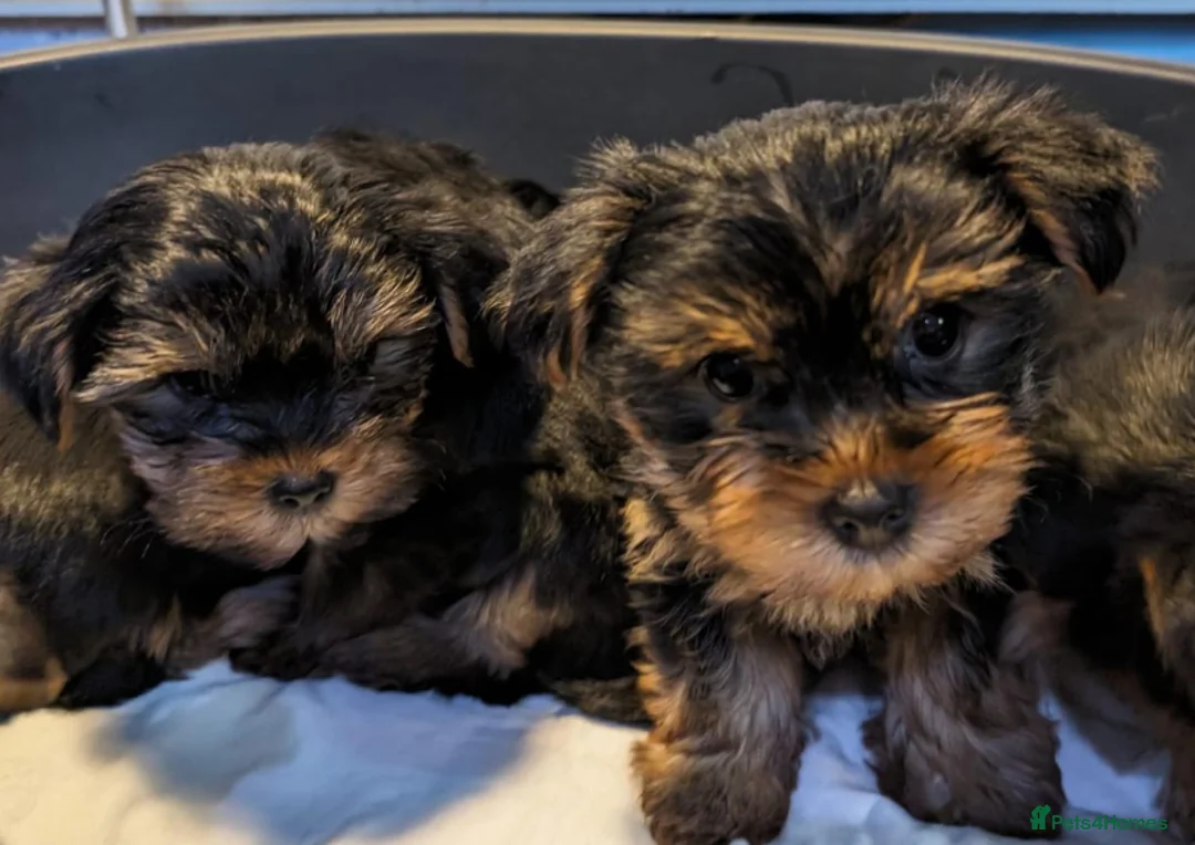 Yorkshire Terrier dogs for sale: Yorkshire Terrier Puppies  - Small size - Advert 3