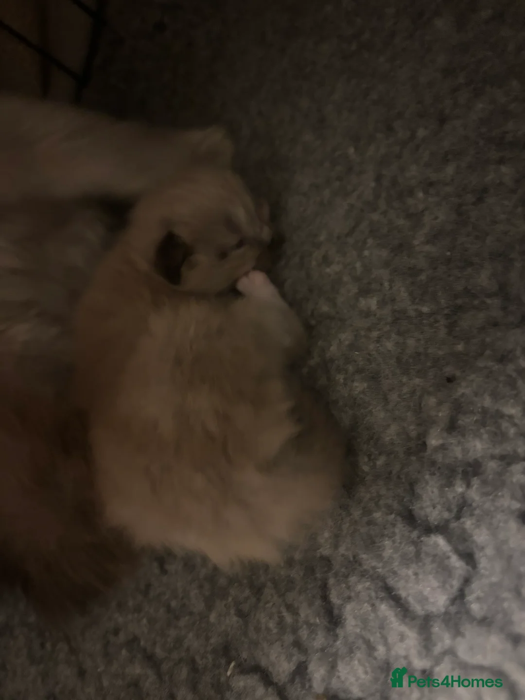 Ragdoll cats for sale: Ragdoll kitten  - Advert 12