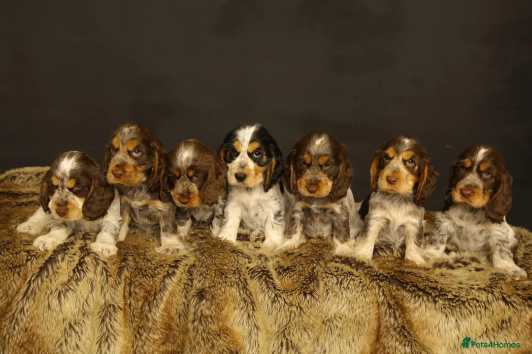 Cocker Spaniel dogs for stud: KC REG SHOW COCKER SPANIEL STUD in Gosport - Advert 21