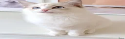 Ragdoll cats for sale: INDOOR GCCF REG CHOCOLATE LILAC RAGDOLL KITTENS - Advert 8