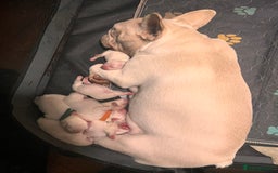French Bulldog dogs for sale: Beautiful French Bulldog Puppies - Image 39