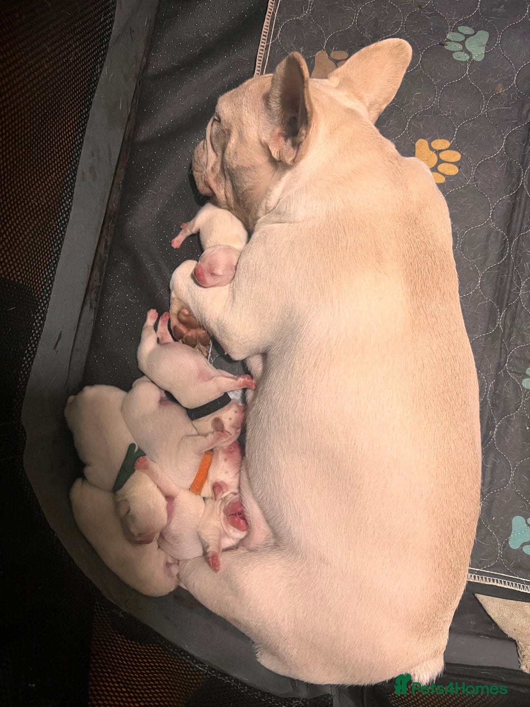 French Bulldog dogs for sale: Beautiful French Bulldog Puppies - Image 39