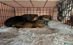 Mixed Breed dogs for adoption: Minnie - Hingham Norfolk  - Advert 9