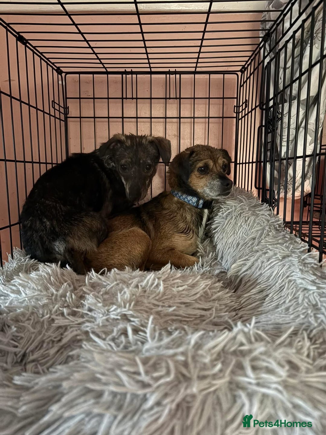 Mixed Breed dogs for adoption: Minnie - Hingham Norfolk  - Advert 9