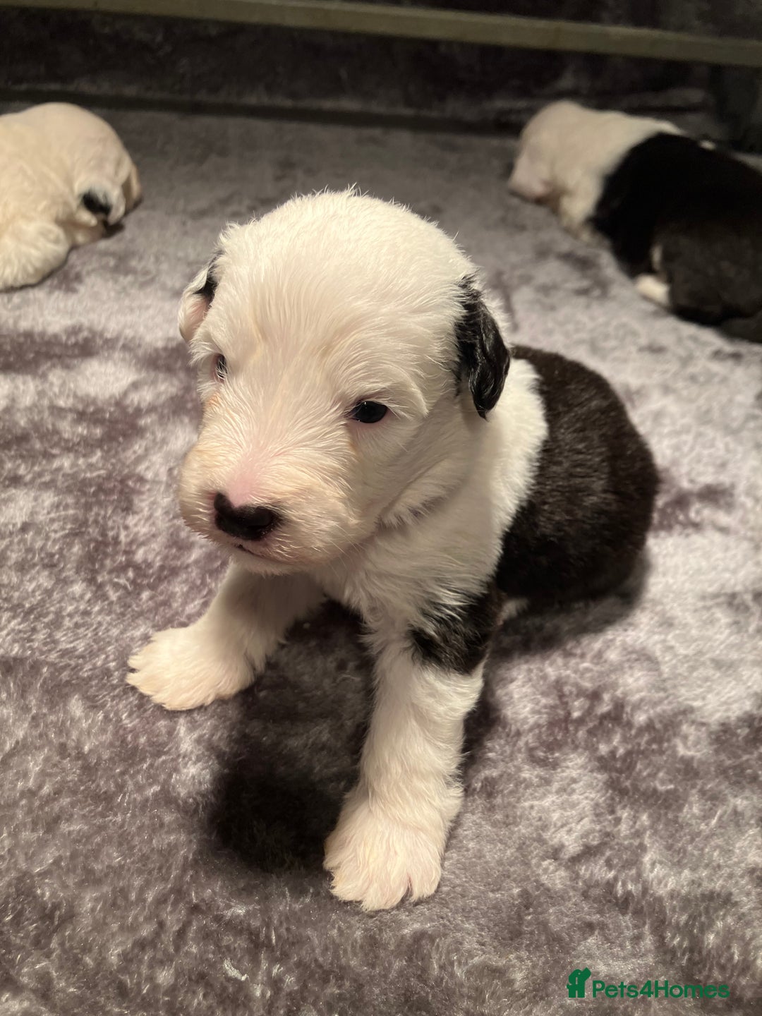 Old English Sheepdog dogs for sale: HEALTH TESTED OLD ENGLISH SHEEPDOG PUPPIES  - Advert 5