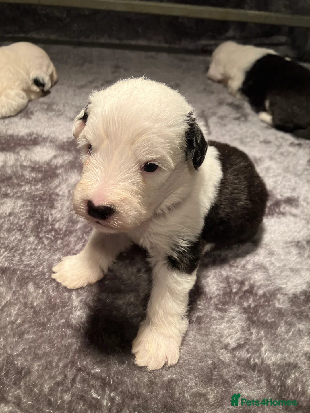 Old English Sheepdog dogs for sale: HEALTH TESTED OLD ENGLISH SHEEPDOG PUPPIES  - Advert 11