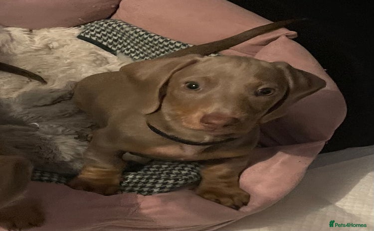 Miniature Dachshund dogs - Advert 14