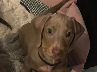 Miniature Dachshund dogs - Advert 27