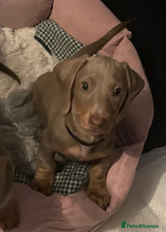 Miniature Dachshund dogs - Advert 5