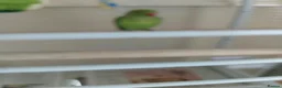 Ringnecks birds for sale: Young Indian Ringneck parakeet with cage  - Advert 6
