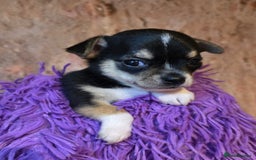 Chihuahua dogs for sale: CHIHUAHUA PUPPY  - Advert 13