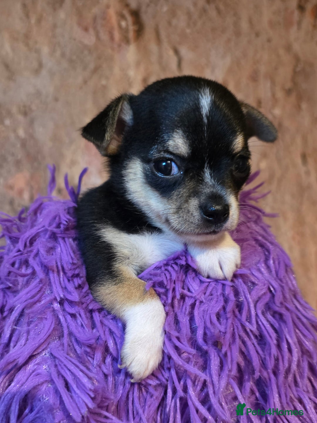 Chihuahua dogs for sale: CHIHUAHUA PUPPY  - Advert 13