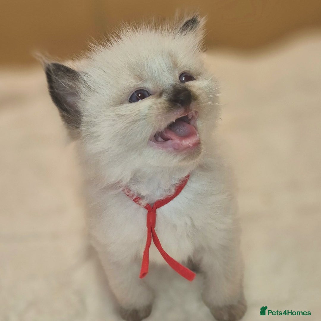 Ragdoll cats for sale: Proven healthy ragdolls 🐾 Sepias & traditionals   - Image 28