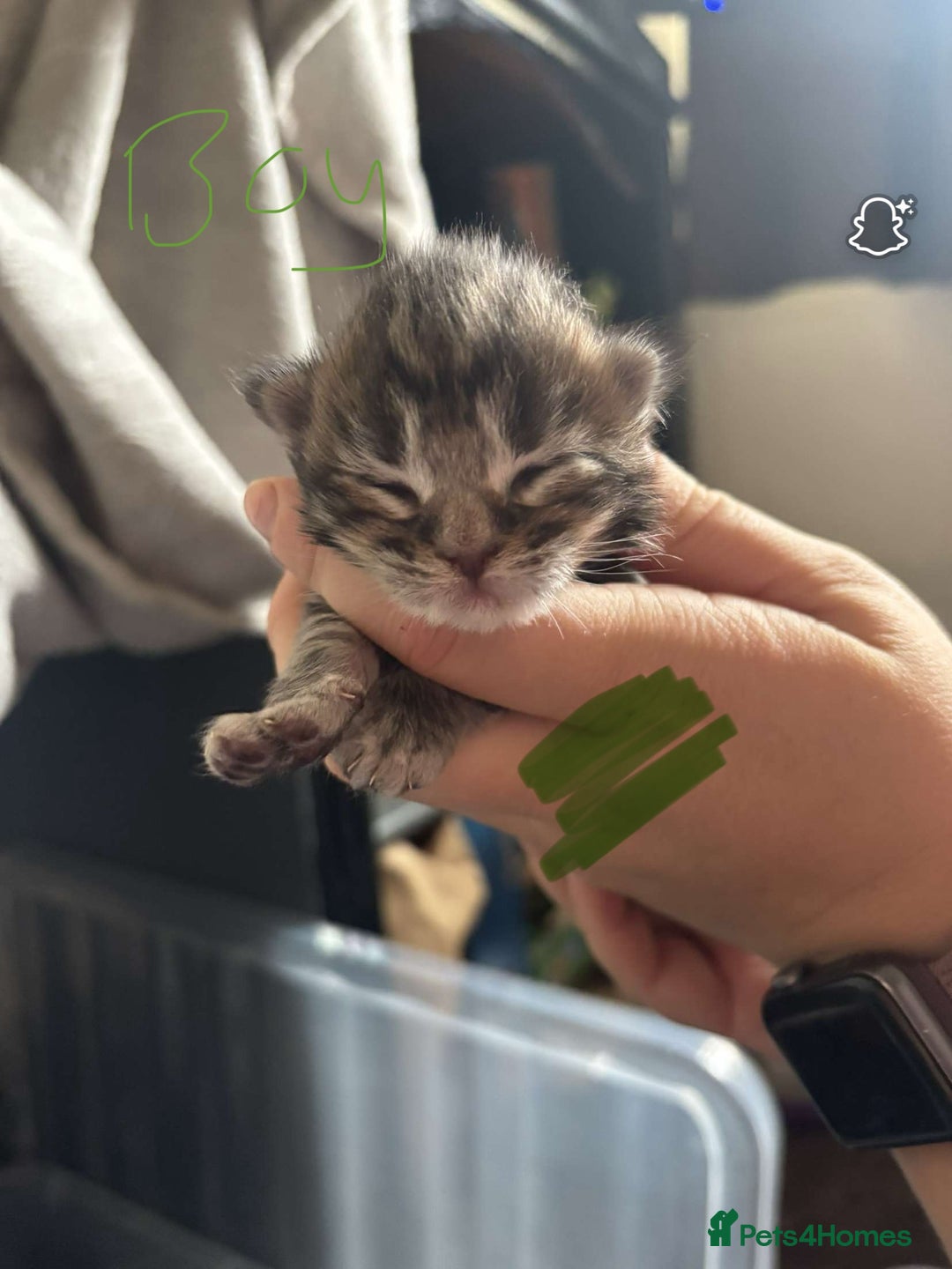 Maine Coon cats for sale: Maine coon cross  - Image 20