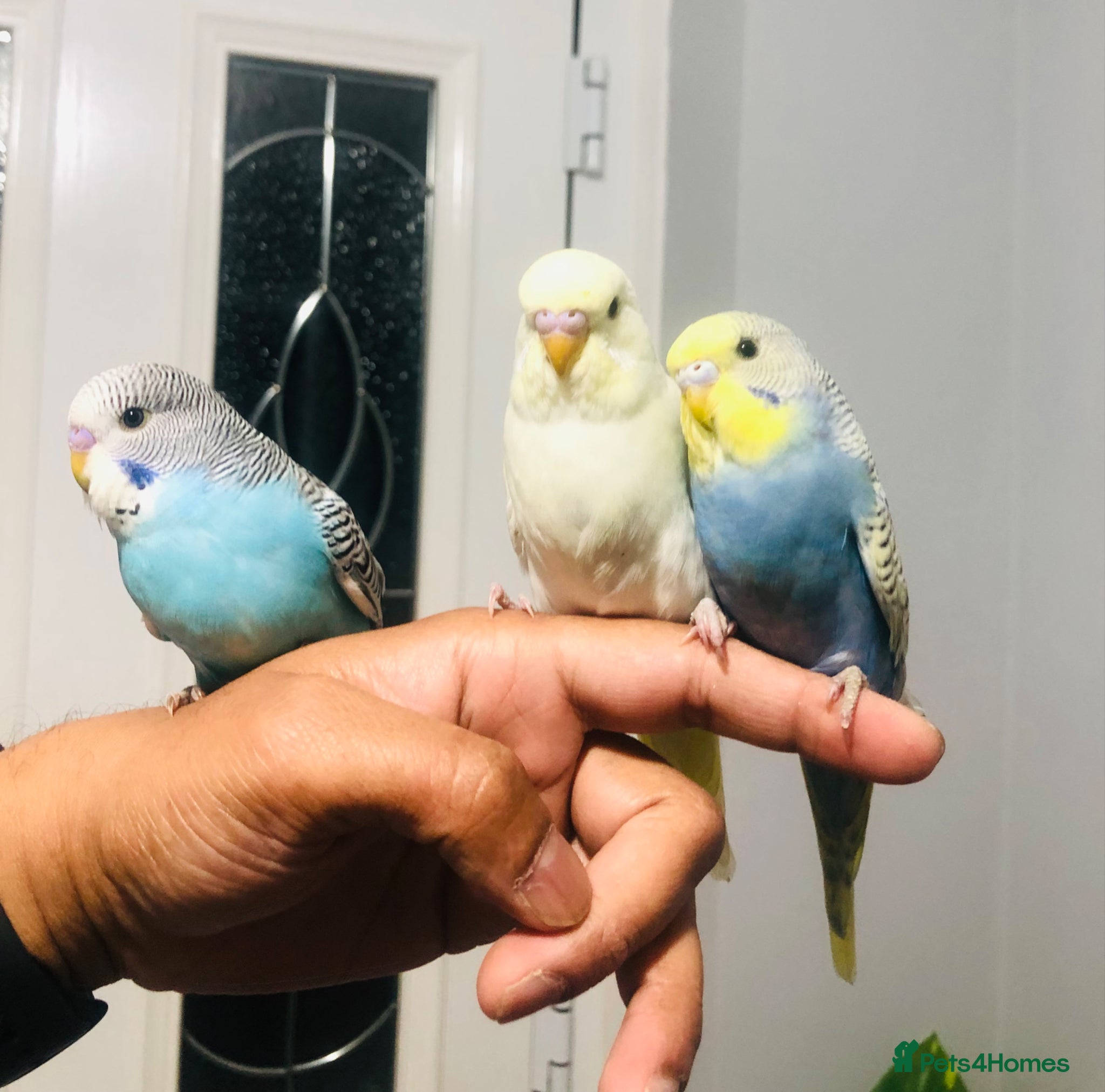 Budgerigars birds for sale: Beautiful Baby Budgies for sale. - Advert 1