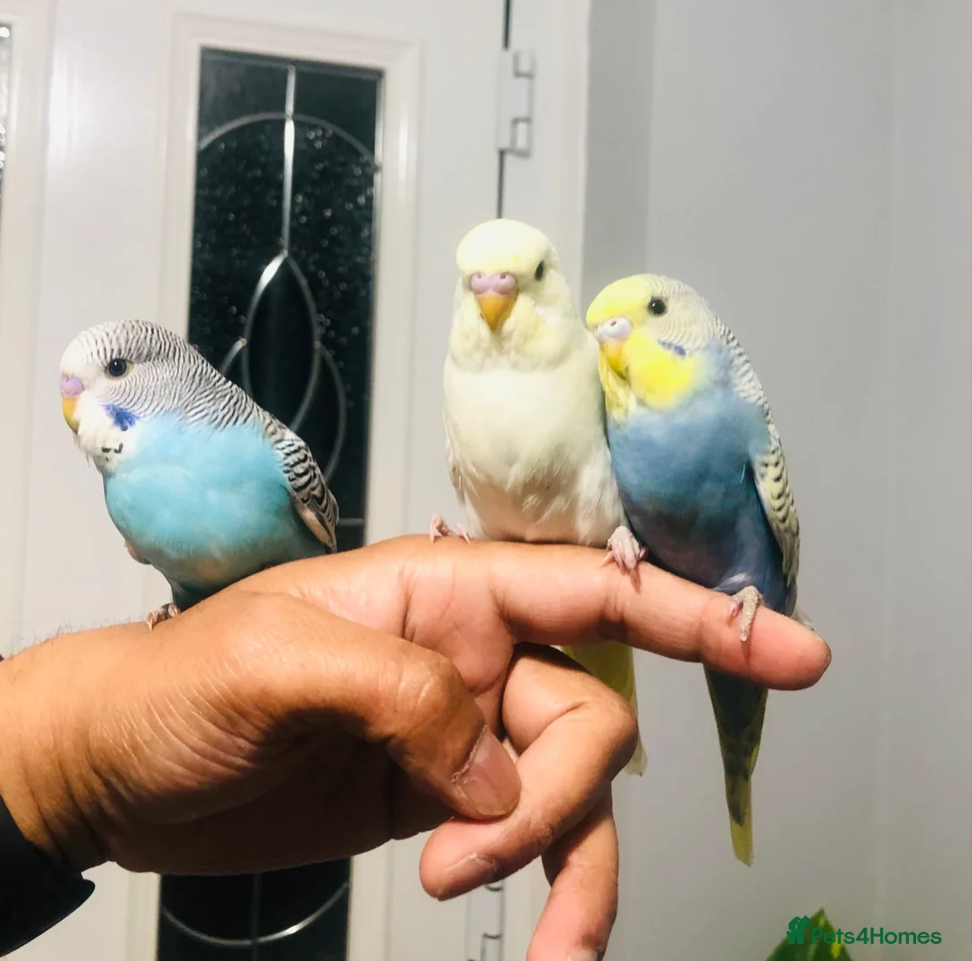 Budgerigars birds for sale: Beautiful Baby Budgies for sale. - Advert 1