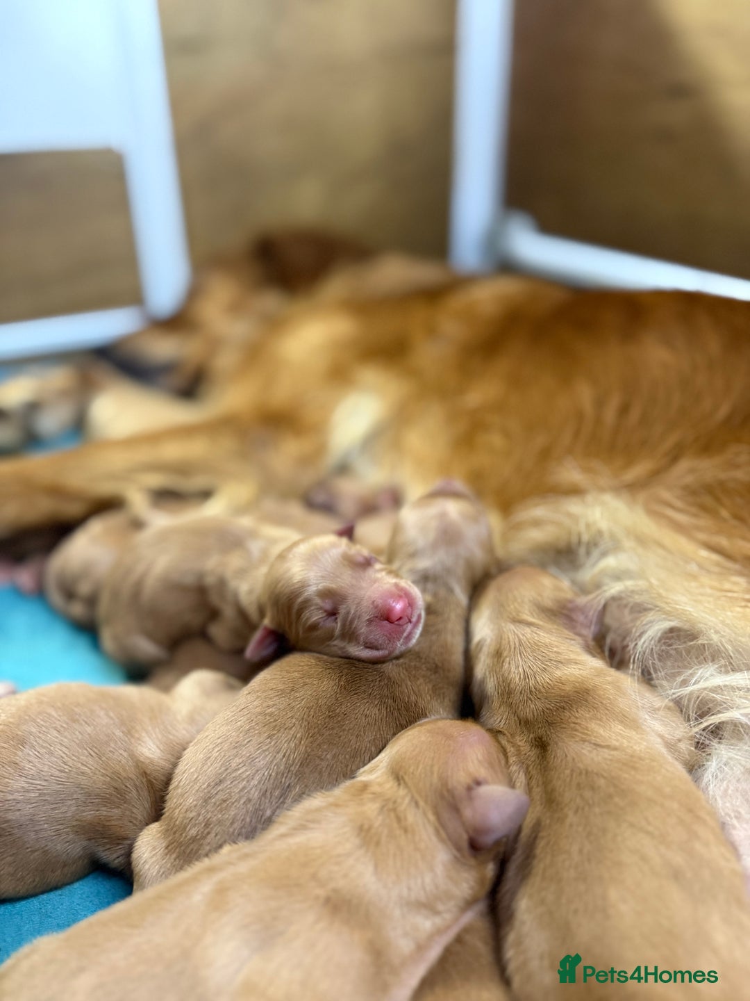 Golden Retriever dogs for sale: FOX RED WORKING GOLDEN RETRIEVERS- 5 STAR BREEDERS - Image 17