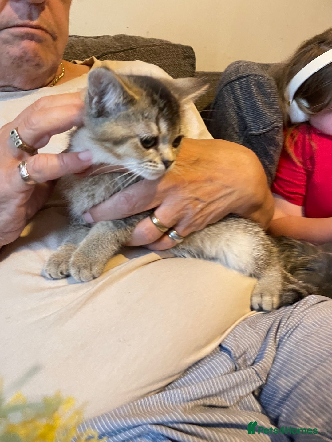 British Shorthair cats for sale: Golden brown tabby and silver  - Image 15
